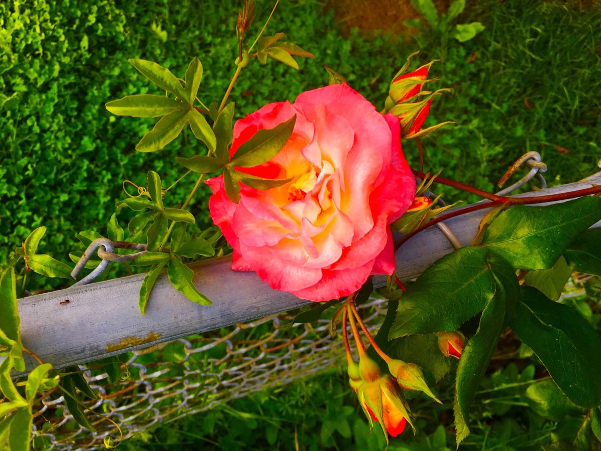 Understanding The Bloom Cycle Of Roses SmokeLong Quarterly