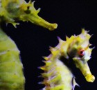 Seahorse Sex