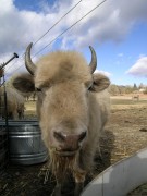 White Buffalo Woman