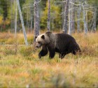 The Bear of Goffstown