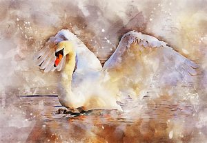 Illustration for Swans