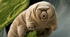 I Went To the Tardigrade