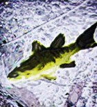 A Few Notes on the Remarkable Sighting of the Bishop-Fish of Smith Mountain Lake