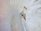 Una pluma albina