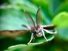 The Larvae of Tree-dwelling Species Stay Where They Hatch