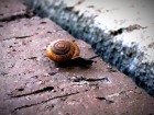 The Arithmetic of Snails