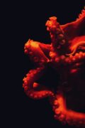 Octopus Heart