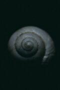 The Shell