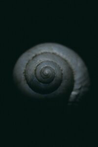 Illustration for The Shell