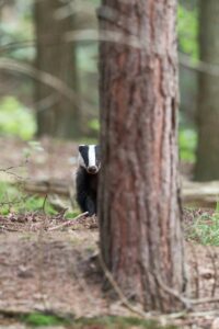 Full-On Badger