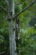 Is That Me in the Tree?