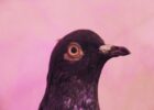 National Bird