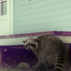Rabid